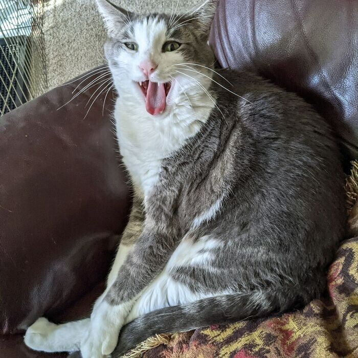 Funny Pets (23 pics)