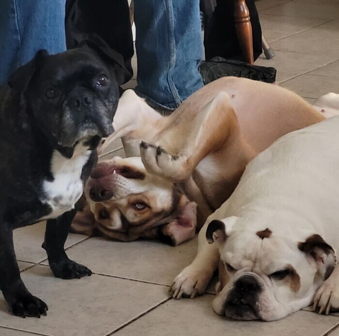 Funny Pets (23 pics)