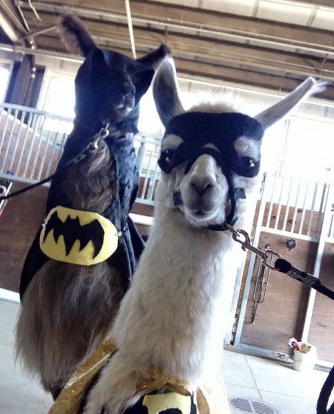 Daily Pictures. Part 1 (77 pics)