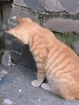 Acid GIFs, March 17 (25 gifs)