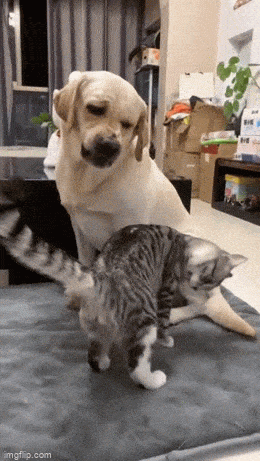 Acid GIFs, March 17 (25 gifs)