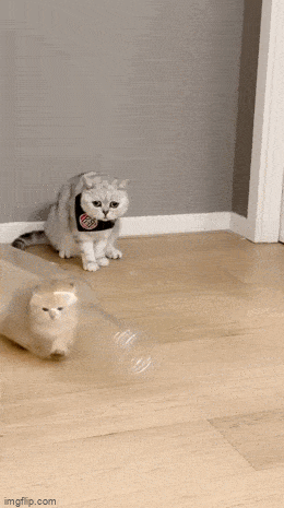 Acid GIFs, March 18 (25 gifs)