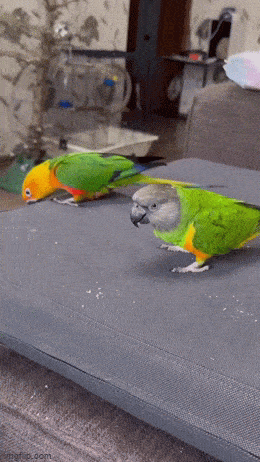 Acid GIFs, March 18 (25 gifs)