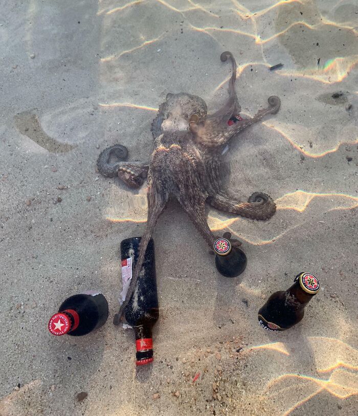 They Need Your Food (21 pics)