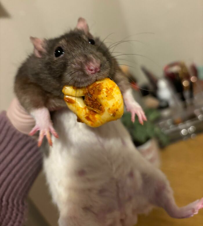 They Need Your Food (21 pics)