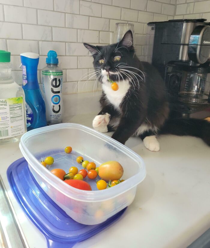 They Need Your Food (21 pics)
