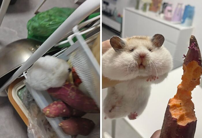 They Need Your Food (21 pics)