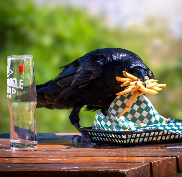 They Need Your Food (21 pics)