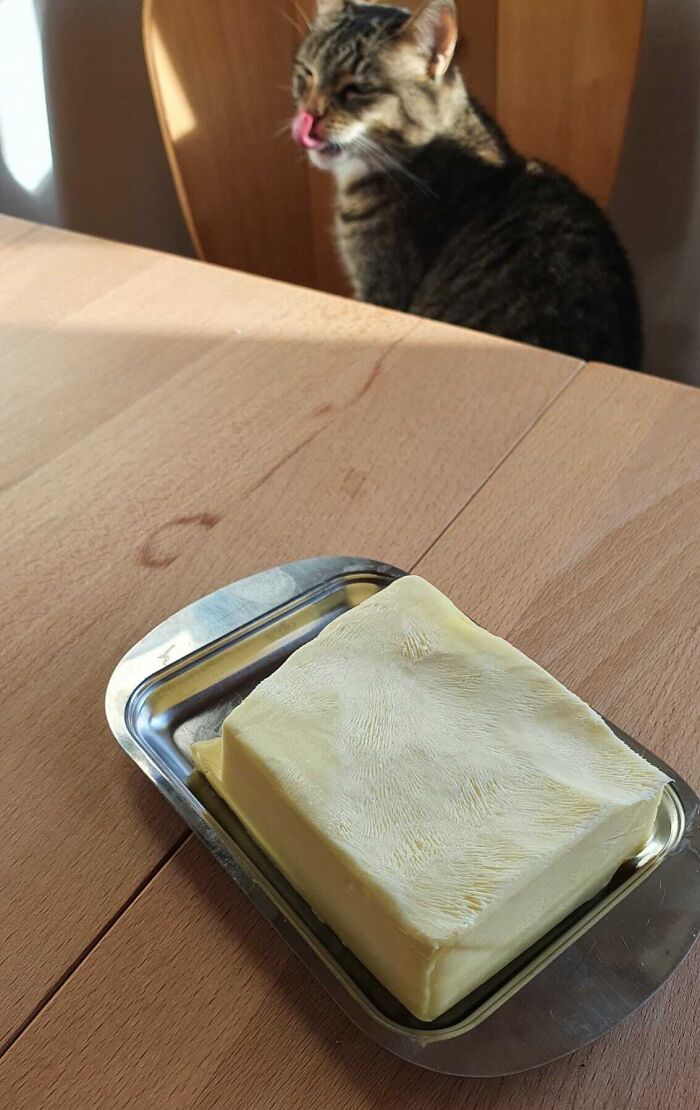 They Need Your Food (21 pics)