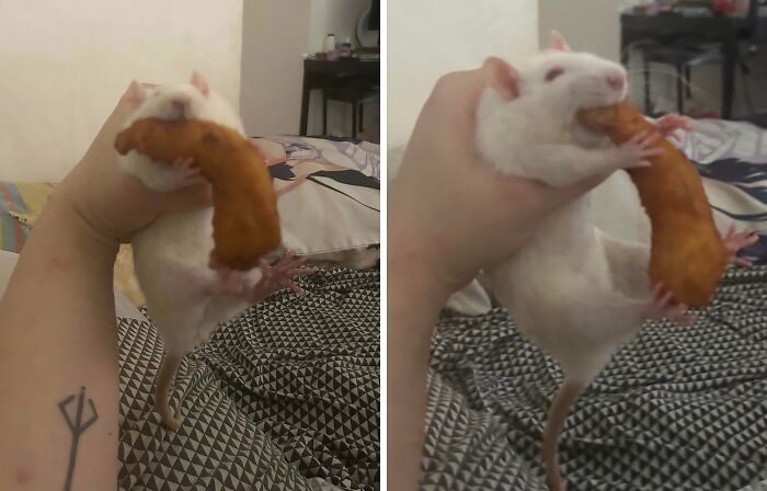 They Need Your Food (21 pics)