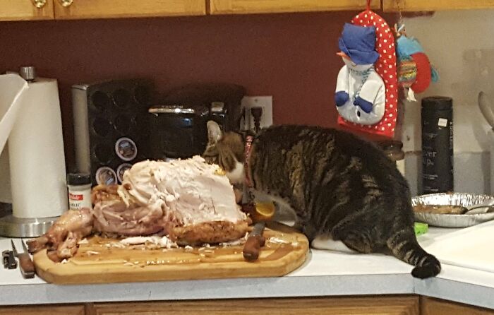 They Need Your Food (21 pics)