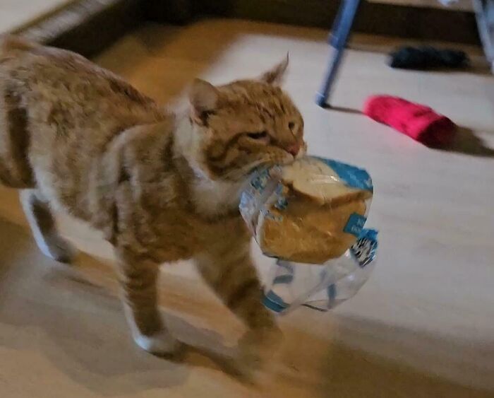 They Need Your Food (21 pics)