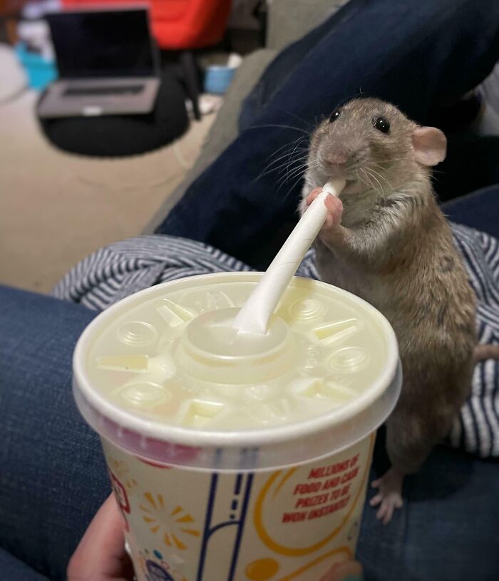 They Need Your Food (21 pics)