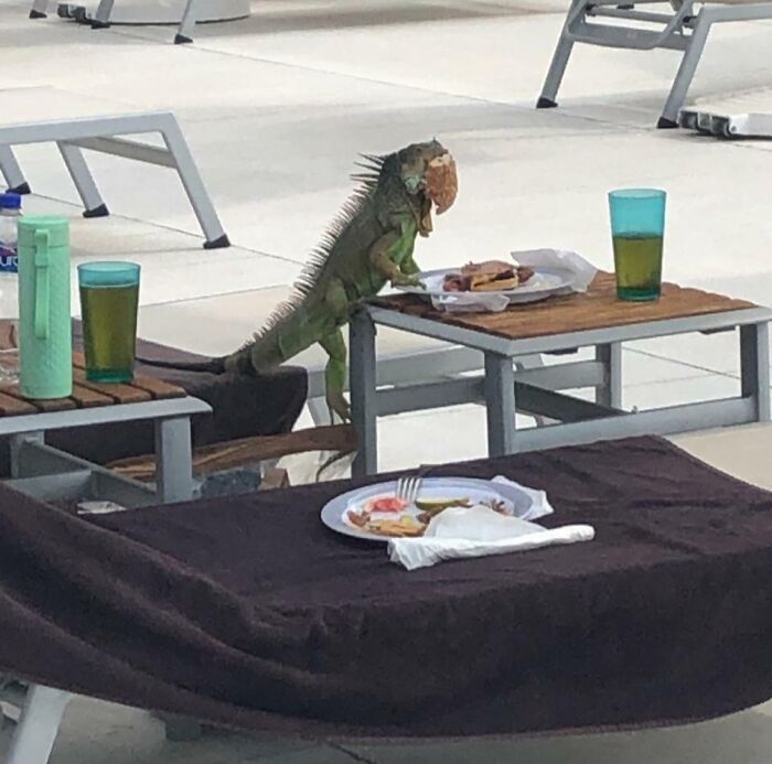 They Need Your Food (21 pics)