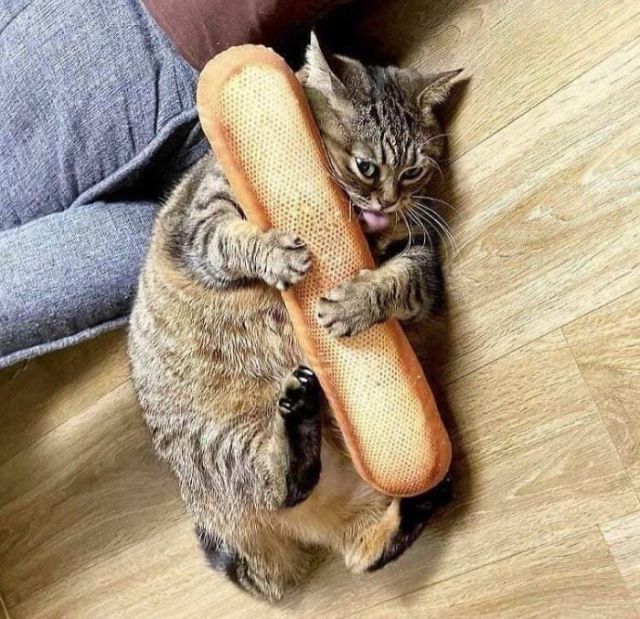 They Need Your Food (21 pics)