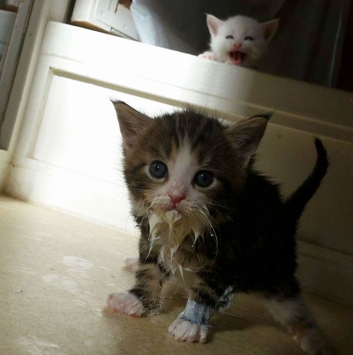 They Need Your Food (21 pics)
