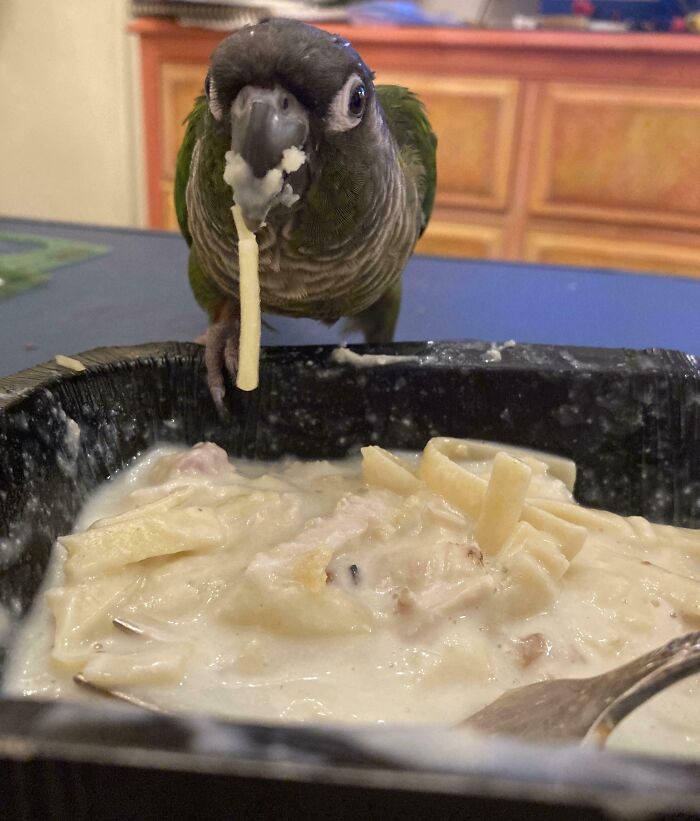 They Need Your Food (21 pics)