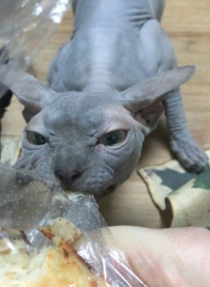 They Need Your Food (21 pics)