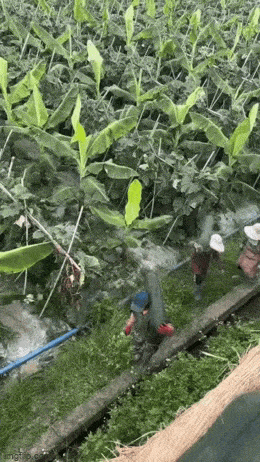 Acid GIFs, March 19 (25 gifs)