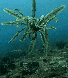 Acid GIFs, March 19 (25 gifs)