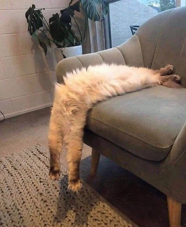 They Can Sleep Anywhere (20 pics)