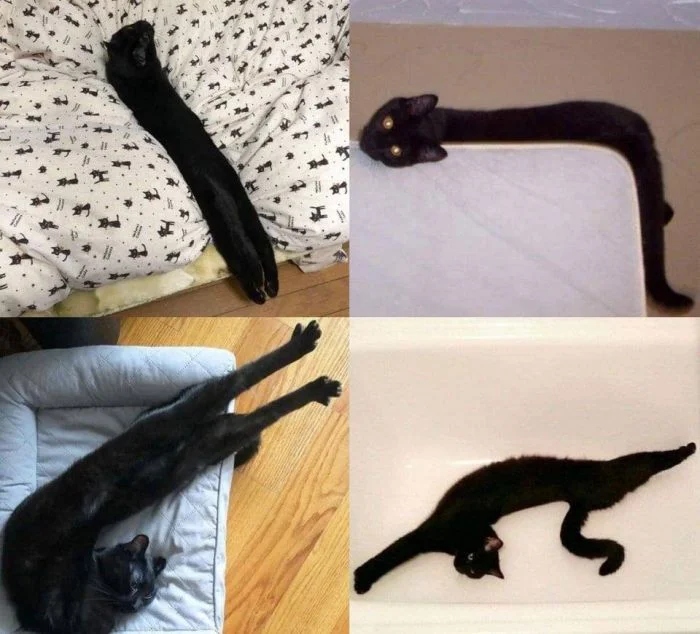 They Can Sleep Anywhere (20 pics)