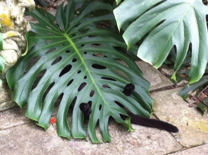 They Can Sleep Anywhere (20 pics)