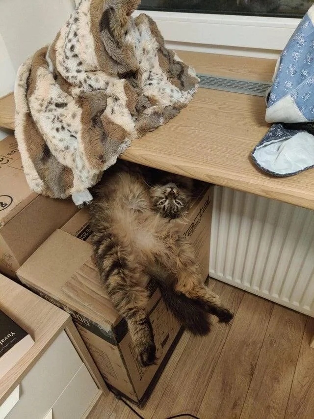 They Can Sleep Anywhere (20 pics)