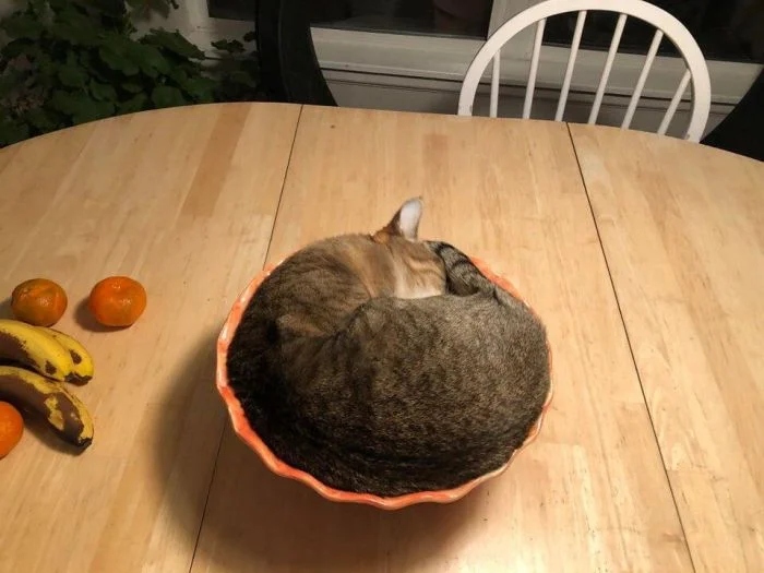 They Can Sleep Anywhere (20 pics)