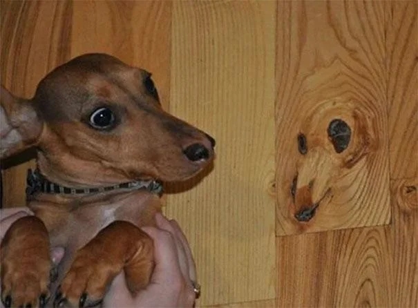 This Is Pareidolia (19 pics)