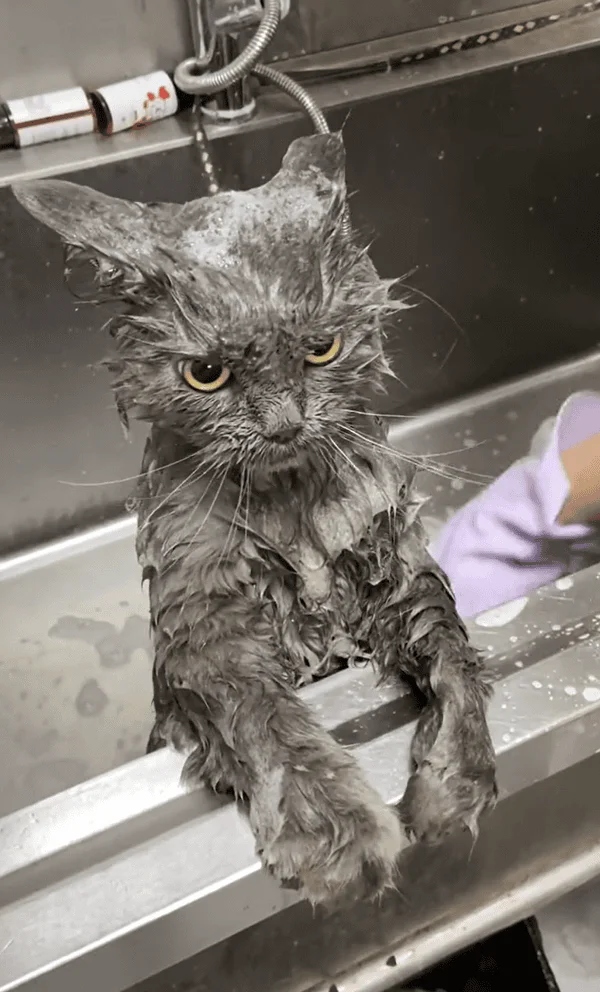 They Don't Like To Swim (15 pics)