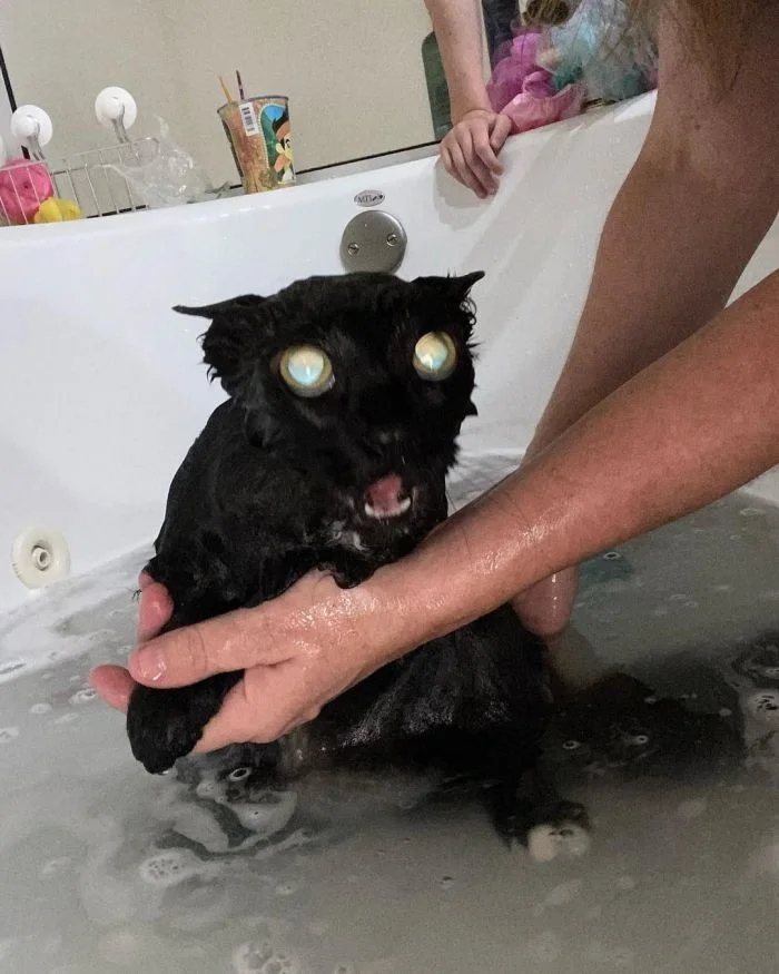 They Don't Like To Swim (15 pics)