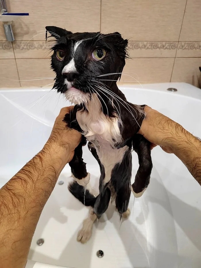 They Don't Like To Swim (15 pics)