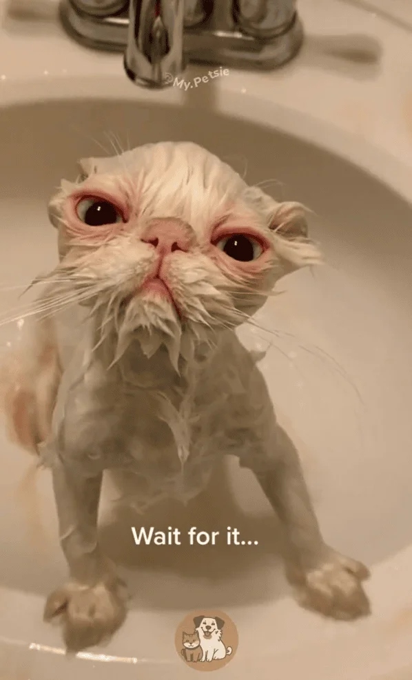 They Don't Like To Swim (15 pics)
