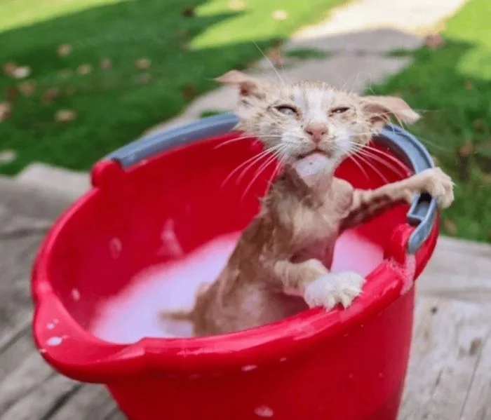 They Don't Like To Swim (15 pics)