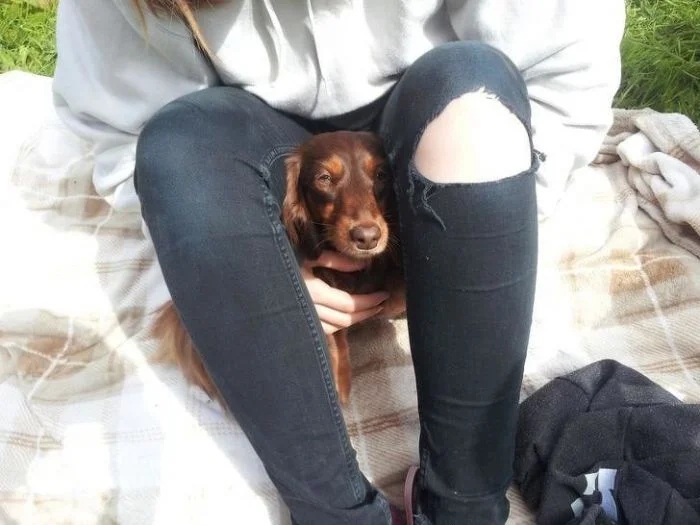 Funny Pets (25 pics)