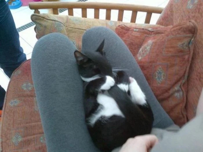 Funny Pets (25 pics)