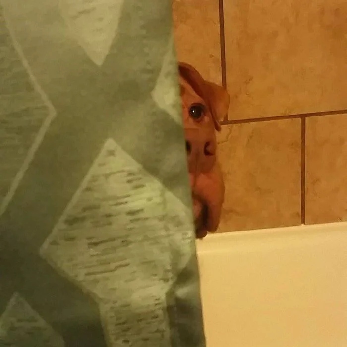 Funny Pets (25 pics)