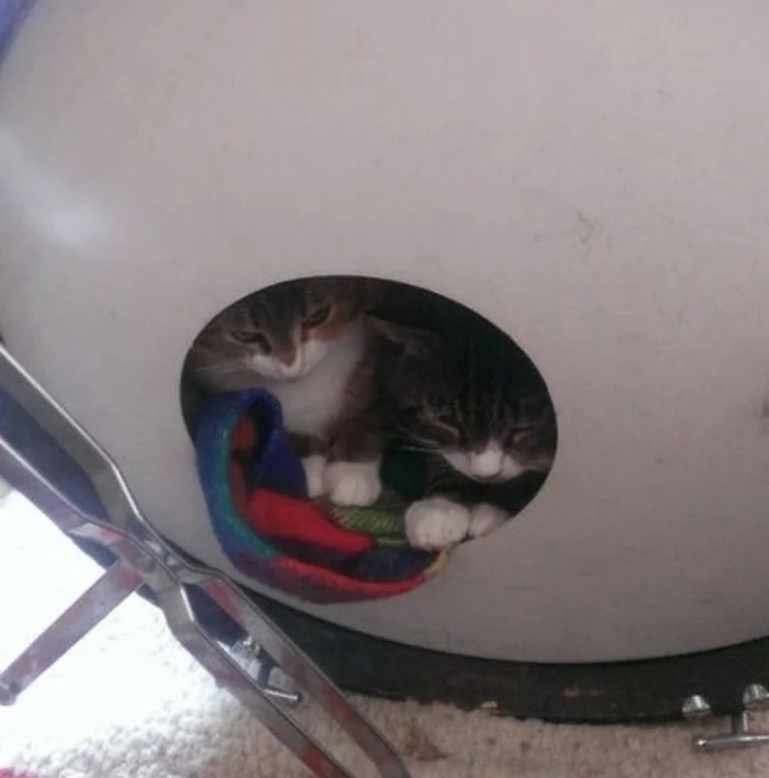 Funny Pets (25 pics)