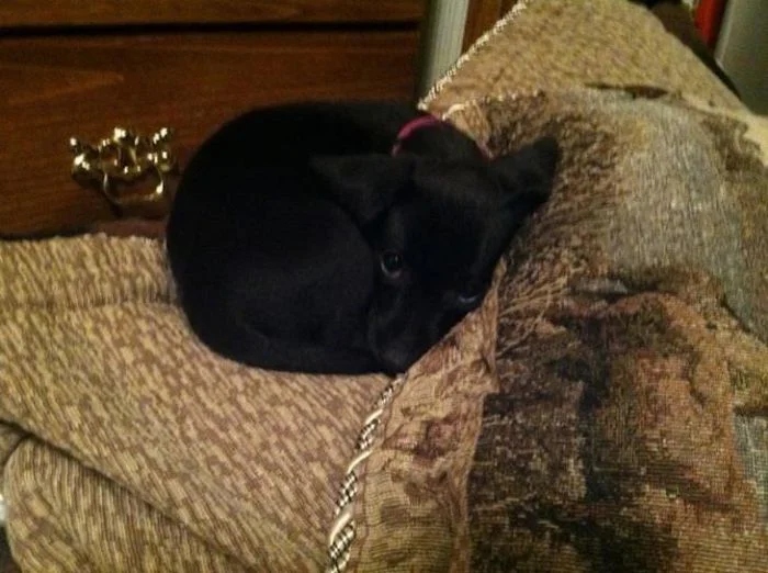 Funny Pets (25 pics)