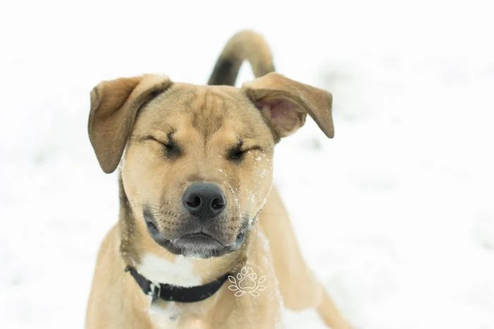 Funny Pets (25 pics)