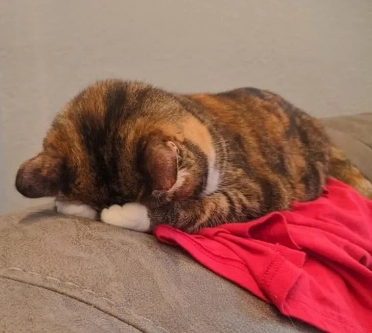 Funny Pets (25 pics)