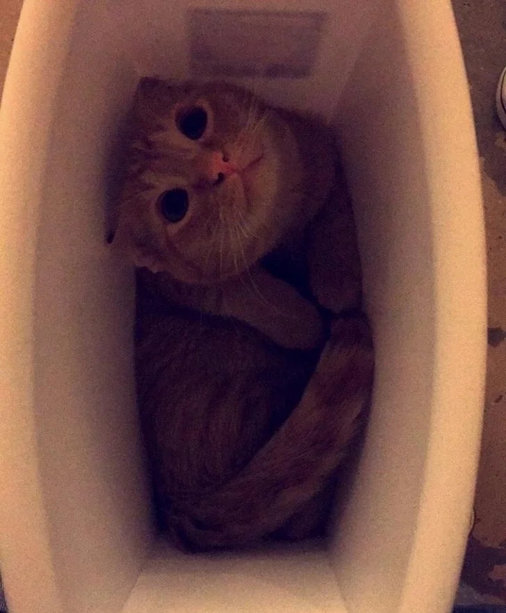 Funny Pets (25 pics)