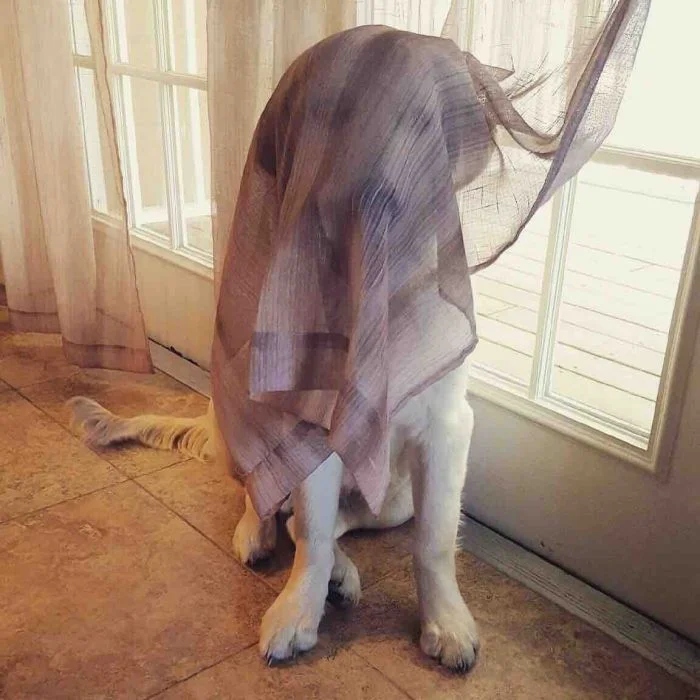 Funny Pets (25 pics)