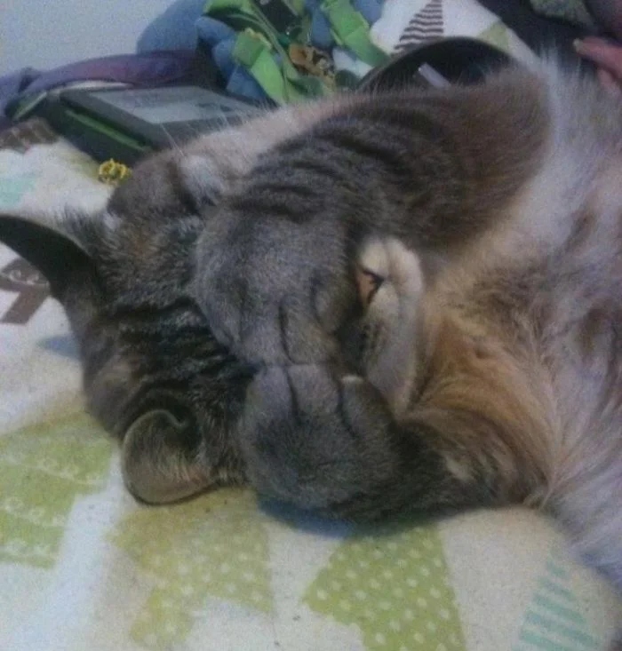 Funny Pets (25 pics)