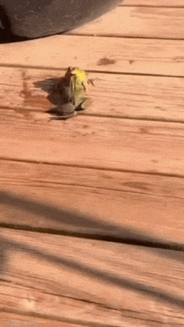 Acid GIFs, March 23 (25 gifs)