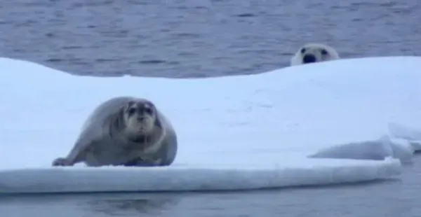 Right Moment (20 pics)