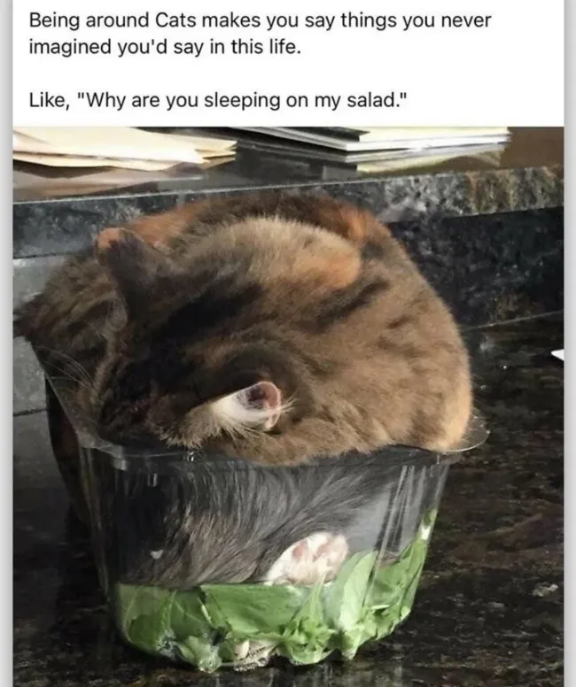 Memes With Cats (20 pics)