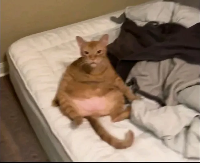 Memes With Cats (20 pics)