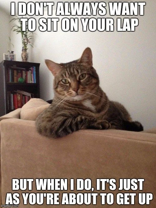 Memes With Cats (20 pics)